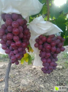 双泉李铁牛与葡萄浏览器 诚信合作，共铸大荔葡萄品牌辉煌