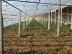 青州市鲁泰塑料厂 优质灌浆膜供应商，专注草莓与葡萄专用膜生产